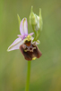 Ophrys dinarica, Abruzzo 2014-05-18