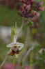 Ophrys dinarica, Abruzzo 2014-05-18
