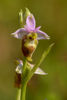 Ophrys dinarica, Abruzzo 2014-05-21