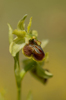 Ophrys classica, Abruzzo (It.) 2014-05-20