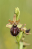 Ophrys incubacea, Abruzzo (It.) 2014-05-20