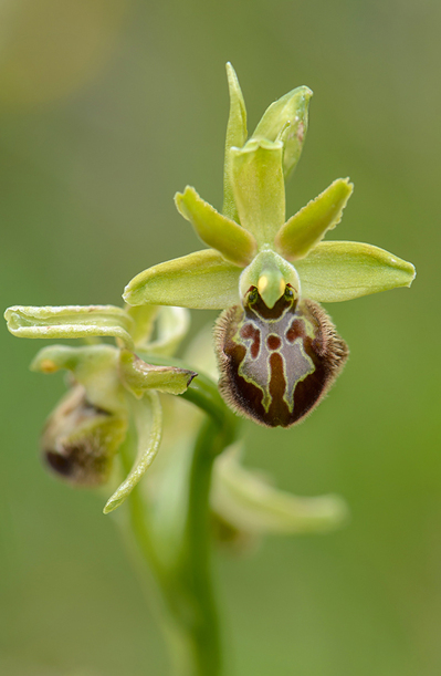 Ophrys riojana, Abruzzo (It.) 2014-05-20
