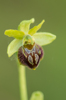 Ophrys riojana, Abruzzo (It.) 2014-05-18