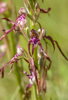 Himantoglossum adriaticum, Abruzzo (It.) 2014-05-18