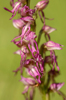 Orchis anthropophora x purpurea, Abruzzo (It.) 2014-05-21 