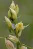 Cephalanthera damasonium_10
