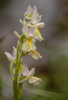 Orchis mascula x pauciflora, Abruzzo 2014-05-18