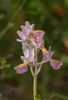 Orchis mascula x pauciflora, Abruzzo 2014-05-18
