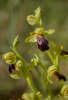 Ophrys lucana, Abruzzo 2014-05-19