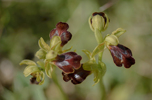 Ophrys lucana, Abruzzo 2014-05-20