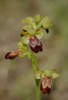 Ophrys lucana, Abruzzo 2014-05-20