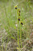Ophrys_lucana
