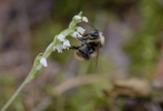 Goodyera repens pollineras av humla, Hunneberg 2014-07-23