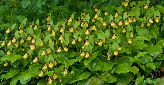 Cypripedium calceolus, Falköping 2012-06-17