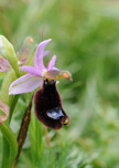 Ophrys bertolonii subsp. bertolonii
