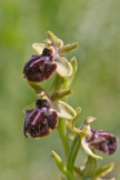 Ophrys sphegodes subsp. sphegodes                                                                                                                                                                       