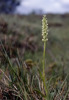 Pseudorchis albida subsp. straminea, Norge Juli
