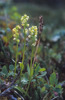 Pseudorchis albida subsp. straminea, Abisko, 2003-07-21