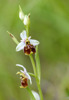 Ophrys appennina, Toirano (It.) 2013-05-24