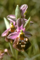 Ophrys holosericea subsp. paolina, Varano, Gargano (It.), april 1994