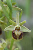 Ophrys classica, Gargano (It.) 2005-04-20