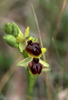 Ophrys classica, Gargano (It.) 1999-04