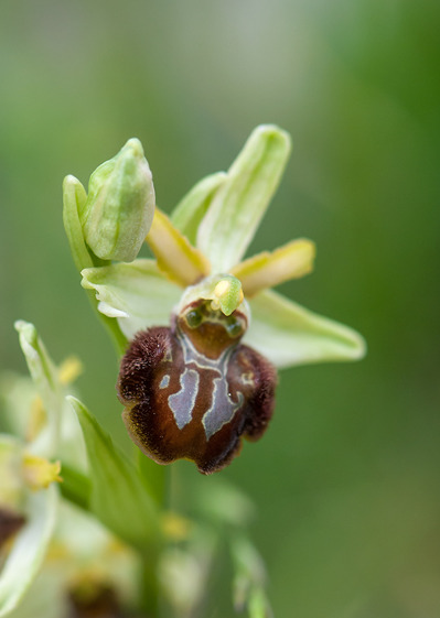 Ophrys minipassionis, Mt. Sacro, Gargano 2011-04-24