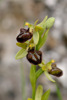 Ophrys brutia, Gargano, 2011-04-24