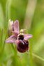 Ophrys exaltata subsp. exaltata x tenthredinifera, Monte Lauro, Sicilien 2012-04-21