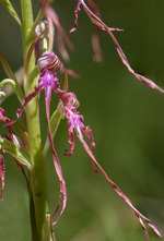 Himantoglossum adriaticum