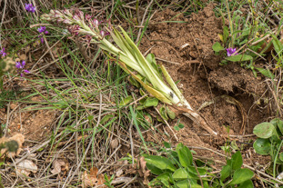 Himantoglossum adriaticum dug up by wild pigs