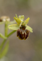 Ophrys classica (?)