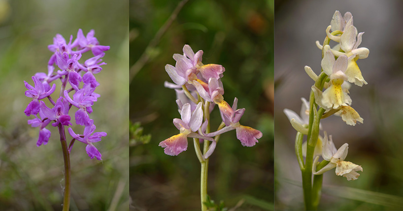 Different color forms of Orchis mascula x pauciflora