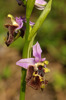 Ophrys_saliarisii_2