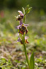 Ophrys_saliarisii_3