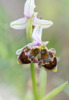 Ophrys dodecanensis, abnorm form, Samos 2015-04-18