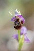 Ophrys umbilicata, Samos (Gr.) 2015-04-13