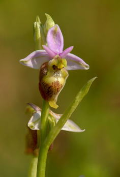 Unusually form of Ophrys dinarica
