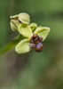 Ophrys bombyliflora, Samos (Gr.) 2015-04-13