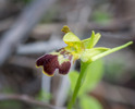 Ophrys sitiaca, Samos (Gr.) 2015-04-13