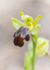 Ophrys pelinaea, Samos (Gr.) 2015-04- 18