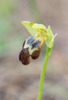Ophrys pelinaea, Samos (Gr.) 2015-04- 18
