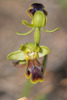 Ophrys blitopertha, Samos (Gr.) 2015-04-14