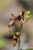 Ophrys regis-ferdinandii, Samos (Gr.) 2015-04-14