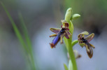 Ophrys regis-ferdinandii, Samos (Gr.) 2015-04-14