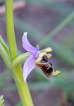 Ophrys samia, Samos (Gr.) 2015-04-16