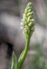 Neotinea maculata var. alba, Samos (Gr.) 2015-04-16
