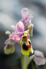 Ophrys leochroma, Samos 2015-04-17