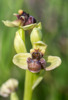 Ophrys bombyliflora, Samos (Gr.) 2015-04-15
