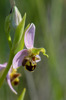 Ophrys apifera, Samos (Gr.) 2015-04-15